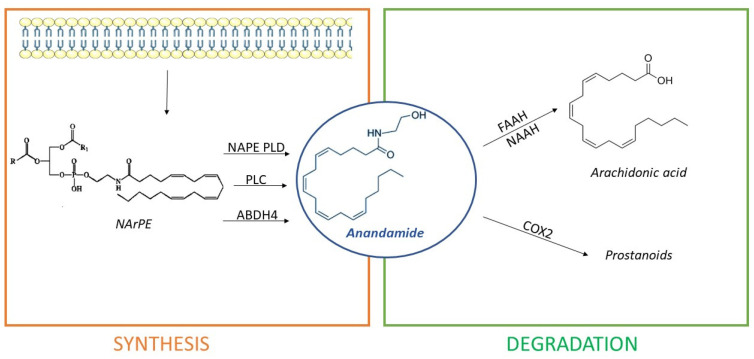 Anandamide (AEA) is synthesized from cell membrane lipid precursors through hydrolysis of N-arachidonoyl-phosphatidyl ethanolamine (NArPE) by N-acyl phosphatidylethanolamine phospholipase D (NAPE-PLD), α/β-hydrolase domain type-4 (ABHD4), or phospholipase C (PLC) action. It is then degraded in arachidonic acid by enzymes fatty acid amide hydrolase (FAAH) or N-acylethanolamine-hydrolyzing acid amidase (NAAA) or in prostanoids by cyclooxygenase-2 (COX2).