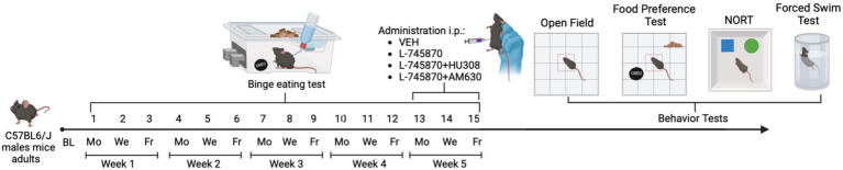Experimental timeline. Mice received 15 binge test sessions with intermittent access to PF for 1 h on access days (Monday, Wednesday, and Friday) for 5 weeks (1st to 15th). On binge test sessions 13th to 15th, treatment was administrated: VEH, L-7458-70, L-7458-70 + HU308, and L-7458-70 + AM630. Animals had ad libitum access to SD and water. All experiments took place in the animal’s home cage. After the 15th binge test session, all animals were evaluated in behavioral tasks: Open Field, Novel Object Recognition Test (NORT), Food Preference Test, and Forced Swim Test. BL, baseline; Mo, Monday; We: Wednesday; Fr: Friday. Figure made with Biorender® software.