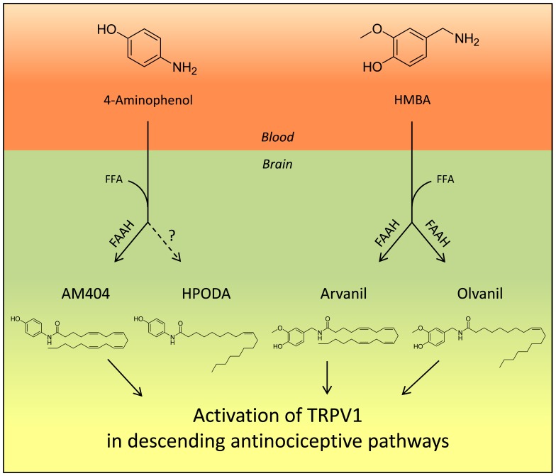 Proposed mechanism by which 4-aminophenol and 4-hydroxy-3-methoxybenzylamine (HMBA) produce antinociception.Following passage through the blood-brain barrier, 4-aminophenol and HMBA are conjugated with free fatty acids (FFA), preferentially arachidonic acid, to yield the potent TRPV1 activators AM404 and arvanil plus olvanil, respectively, a reaction catalyzed by the enzyme fatty acid amide hydrolase (FAAH). AM404, arvanil and olvanil then activate TRPV1 in brain nuclei, regulating descending antinociceptive pathways, possibly of serotoninergic origin, thereby reducing nociceptive neurotransmission in the dorsal horn of the spinal cord. In contrast to the other lipid metabolites, HPODA is produced by a FAAH-independent pathway and it does not seem to contribute to the antinociceptive action of 4-aminophenol, consistent with HPODA being produced in smaller quantities and being a less potent TRPV1 activator than AM404.
