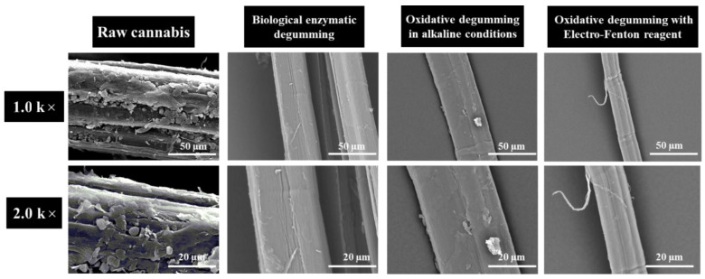 Comparison of the SEM micrographs of raw cannabis and degummed fiber (1.0 k× and 2.0 k×).