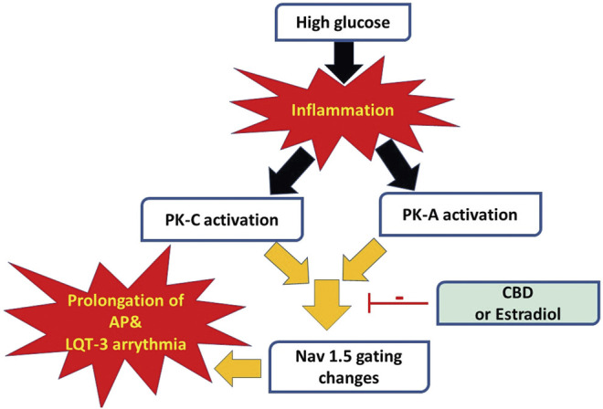 A schematic of possible cellular pathway involved in the protective effect of CBD, E2 against high glucose induced inflammation and activation of PK-A and PK-C via affecting cardiac voltage-gated sodium channels (Nav1.5).