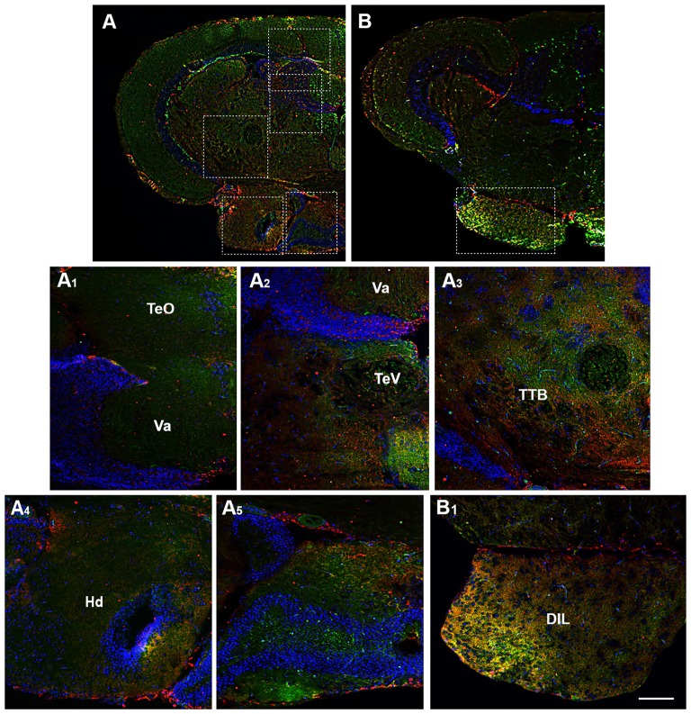 Distribution of OX-2R (red) and CB1R (green), and their co-localization OX-2R/CB1R (yellow) in coronal sections of the midbrain. (A,B) OX-2R/CB1R co-expression has been observed in the optic tectum (TeO), along the tectal ventricle (TeV), TTB, dorsal (Hd) and central (Hc) zone of the periventricular hypothalamus, DIL. (A1–A5) Higher magnification of the fields boxed in (A) showing the OX-2R/CB1R co-expression within the TeO (A1), TeV (A2), TTB (A3), Hd (A4), Hc (A5). (B1) Higher magnification of the field boxed in (B) showing the OX-2R/CB1R co-expression within the DIL. DAPI (Blue) was used as a counterstaining to show nuclei. Va, Valvula Cerebelli. Scale bar, 250 μm for (A,B); 50 μm for (A1–A5,B1).