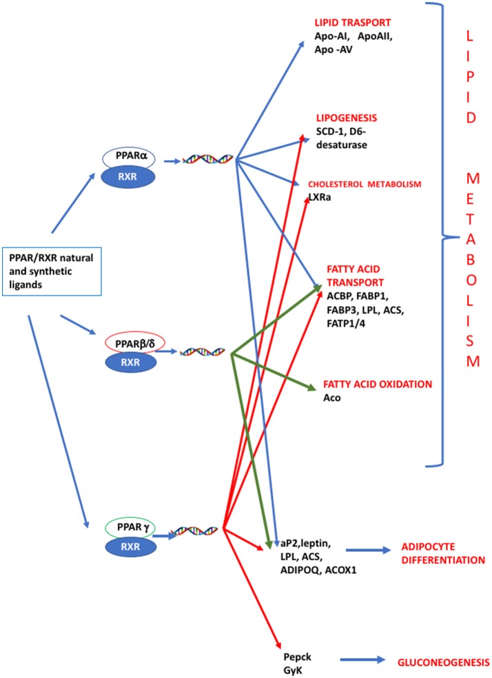 PPAR signaling pathway. PPARs are nuclear hormone receptors that are activated by fatty acids and their derivatives. PPAR α, δ/β, ɤ, show different expression patterns in vertebrates. Each of them is encoded by a separate gene and binds fatty acids, eicosanoids and synthetic ligands. Key genes are reported. PPARα/RXR heterodimer activates the transcription of genes involved in lipid metabolism, including transport, lipogenesis, cholesterol metabolism and adipocyte differentiation. PPARβ/RXR heterodimers activate the transcription of signal involved in fatty acid transport, fatty acid oxidation, and signal triggering final adipocyte differentiation. PPARɤ/RXR heterodimers are involved in different steps of lipid metabolism and regulate the transcription of signal responsible for adipocyte differentiation and gluconeogenesis. ACBP, Acyl-CoA-binding protein; ACS, Acetyl-coenzyme A synthetase; ACO, andacyl-CoA oxidase; ACOX1, Peroxisomal acyl-coenzyme A oxidase 1; ADIPOQ, adiponectin; aP2, adipocyte fatty acid binding protein 2; Apo-AI, apolipoprotein A1; ApoAII, apolipoprotein AII; Apo-AV, apolipoprotein AV; FABP1, fatty acid binding protein 1; FABP3, fatty acid binding protein 1; FATP1/4, Fatty acid transport protein 1–4; GyK, glycerol kinase; LPL, lipoprotein lipase; LXRα, Liver receptor α; Pepck, phosphoenolpyruvate carboxykinase; SCD-1 stearoyl-CoA desaturase-1.