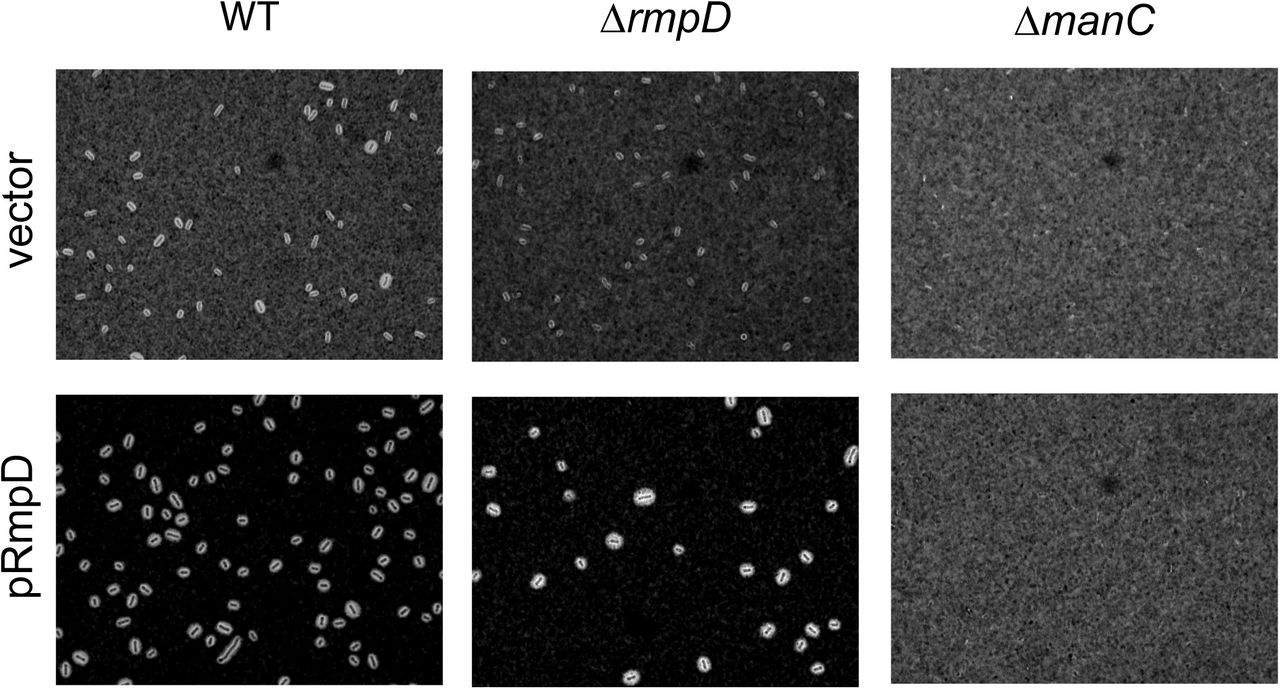 The rmpD mutant is encapsulated. Bacteria were stained with India ink and imaged with at 1000x magnification. Capsule is visualized by a clearing zone (ink exclusion) around the bacteria. These strains were expressing gfp; fluorescence images indicating the presence of the bacteria are in Fig. S4. Background shading varies due to uneven liquid distribution under the coverslip.