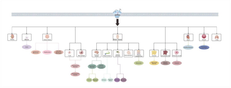 Distribution of GPR3 in human tissues and associated diseases.