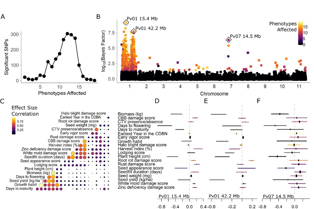 Patterns of phenotypic effects of genetic associations for 22 phenotypes from the Cooperative Dry Bean Nursery (CDBN), determined using multivariate adaptive shrinkage (mash). A) Single-nucleotide polymorphisms (SNPs) with significant effects on one or more of the 22 phenotypes in the CDBN. B) Manhattan plot of the Bayes factor (log10) comparing the model likelihood that the SNP has significant effects to the likelihood that it has no significant effects. Bayes factors of > 102 are considered decisive evidence in favor of the alternate model. Point color represents the number of phenotypes for which the SNP has a local false sign rate < 0.05. Squares represent even chromosomes, while circles represent odd chromosomes. The top associations for three regions of the genome are highlighted. C) Correlation in the sign and magnitude of significant effects in all pairwise comparisons of the 22 CDBN phenotypes. Circle size and color indicate the fraction of all significant SNPs that have the same effect sign and similar effect magnitude. D-F) Effect estimates and standard errors for 22 phenotypes for the top associations from three regions of the genome, D) Phaseolus vulgaris chromosome 1 (Pv01) at 15.4 Mb, E) Pv01 at 42.2 Mb, F) Pv07 at 14.5 Mb. Genomic locations are based on the Phaseolus vulgaris v2.1 genome annotation. Point estimates with higher certainty are indicated by larger rectangles, while standard error bars are colored by the six groups present in C.
