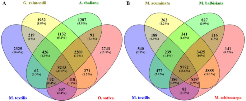 Venn diagram showing the number of orthologous groups. (A) The common and unique orthologous groups among M. textilis, G. raimondii, A. thaliana and O. sativa. (B) The common and unique orthologous groups among M. textilis, M. acuminata, M. balbisiana and M. schizocarpa.