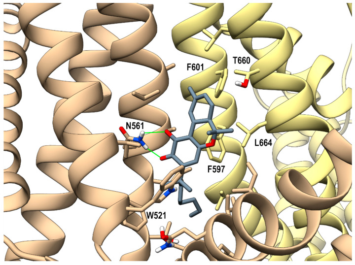 hTRPV3 in a complex with compound 6b (p-sI-A) colored in dark gray at the vanilloid site (sI in the main text). A ribbon representation is used for the protein backbone and sticks for protein side chains of residues within 5 Å from the ligand, in a ball and stick representation. The two adjacent monomers are colored in tan and yellow. Carbon atoms are painted according to receptor subunits. H-bonds are shown as green sticks. Nitrogen, oxygen, and polar hydrogen atoms are painted blue, red, and white, respectively.