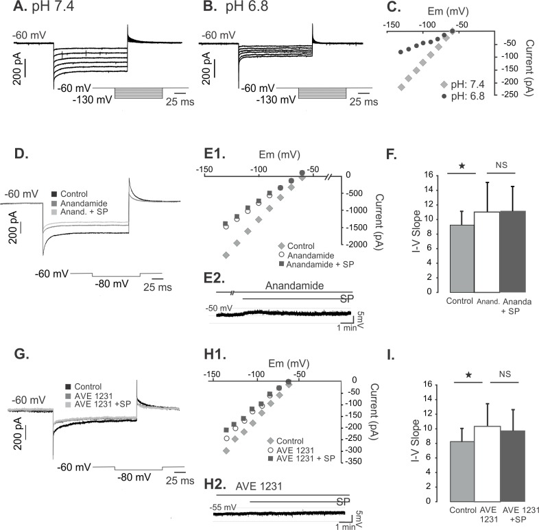 Background K+ conductance reduced by low pH, anandamide and AVE1231 suggesting an involvement of the TASK-1 K+ channel.A. Current traces from hyperpolarizing voltage steps in control conditions (pH 7.4). Inset: voltage step protocol. B. Current traces from hyperpolarizing voltage steps applied to the same cell as in A during acidification (pH 6.8) of the extracellular medium. C. The current-voltage relation (I-V) of the traces shown in A and B revealing a decrease in conductance at pH 6.8. D. Current traces from a hyperpolarizing voltage step (-80 mV) in control conditions, during anandamide alone and with anandamide and substance P. E1. The current-voltage relation (I-V) of the traces shown in D revealing a decrease in conductance with anandamide and a diminished effect of substance P in the presence of anandamide. E2. Current clamp trace during anandamide preincubation where substance P depolarizing effect is partially blocked. F. Change of the I-V slope between control conditions and anandamide (n = 7) and no further change of the slope after addition of substance P in the presence of anandamide. G. Current traces from a hyperpolarizing voltage step (-80 mV) in control conditions, during AVE1231 alone and with AVE1231 and substance P. H1. The current-voltage relation (I-V) of the traces shown in G revealing a decrease conductance with AVE1231, and diminished effect of substance P in the presence of AVE1231. H2. Current clamp trace during AVE 1231 where substance P depolarizing effect is completely blocked. I. Change of the I-V slope between control conditions and AVE1231 (n = 5) and no further change of the slope after addition of substance P in the presence of AVE1231 and substance P (n = 5).