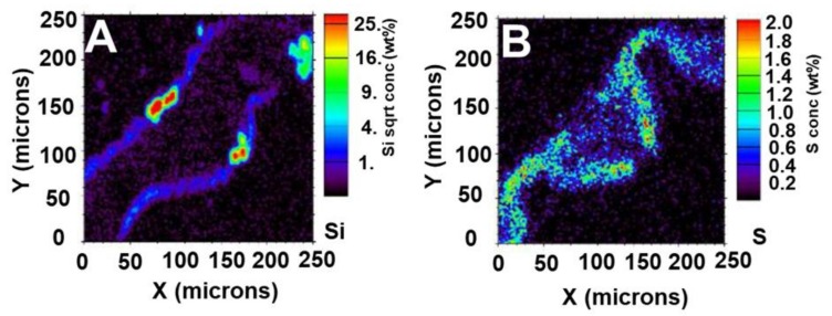Micro-PIXE images in rice leaf tissue grown with 1 mM silicic acid. (A) Silicon detection coinciding with silica cells above and below the vascular bundle. (B) Sulphur map. The colour scale on the right side of each image shows the percentage weight detection of each element in that region of the sample. Micro-PIXE analysis was performed at the Jožef Stefan Institute in Slovenia.