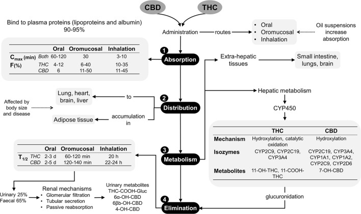 Pharmacokinetics of phytocannabinoids (10, 18, 29). CBD, cannabidiol; CYP450, cytochrome P450; d, days; F%, bioavailability; h, hours; min, minutes; T1/2, elimination half-life; THC, delta-9-tetrahydrocannabinol.