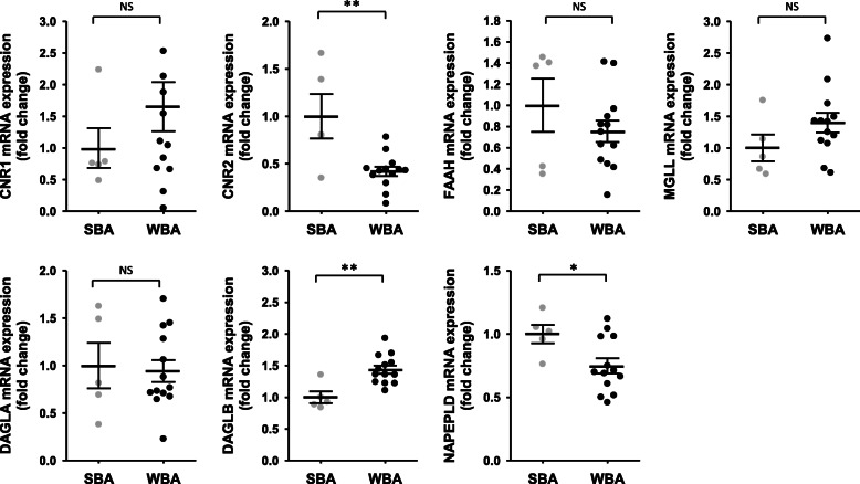 Fold change in gene expression of target genes involved in endocannabinoids biosynthesis and catabolism in brown bear adipose tissue. Adipose tissues were collected from bears at both winter-hibernating and summer-active time points (Supplementary Table S1), total RNA was extracted and expression levels were measured by RT-qPCR. Data are normalized against TBP mRNA levels and expressed as a fold change relative to the summer condition, represented as mean ± SEM of separate extractions and quantifications (n = 5 for summer and n = 13 for winter samples). Unpaired Student t-test were used to compare wummer and winter data.* indicates p value < 0.05 when comparing seasons. CNR1: cannabinoid receptor 1, CNR2: cannabinoid receptor 2, DAGLA: diacylglycerol lipase alpha, DAGLB: diacylglycerol lipase beta, FAAH: fatty acid amide hydrolase, MGLL: monoacylglycerol lipase, NAPEPLD: N-acyl phosphatidylethanolamine phospholipase D, SBA: summer bear adipose tissue, WBA: winter bear adipose tissue