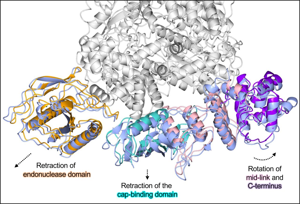 Conformational changes as the SFTSV L protein moves from transcription priming to a transcription-specific early elongation state.The SFTSV L protein TRANSCRIPTION-PRIMING and TRANSCRIPTION-EARLY-ELONGATION structures are shown. Key L protein domains in the TRANSCRIPTION-PRIMING structure are coloured canonically, i.e.: endonuclease (orange), cap-binding domain (cyan), mid-link domain (light pink), and extreme C-terminus (purple). For comparison, the same domains in the TRANSCRIPTION-EARLY-ELONGATION are each coloured ice blue. Dashed arrows indicate the direction of movement for each domain.