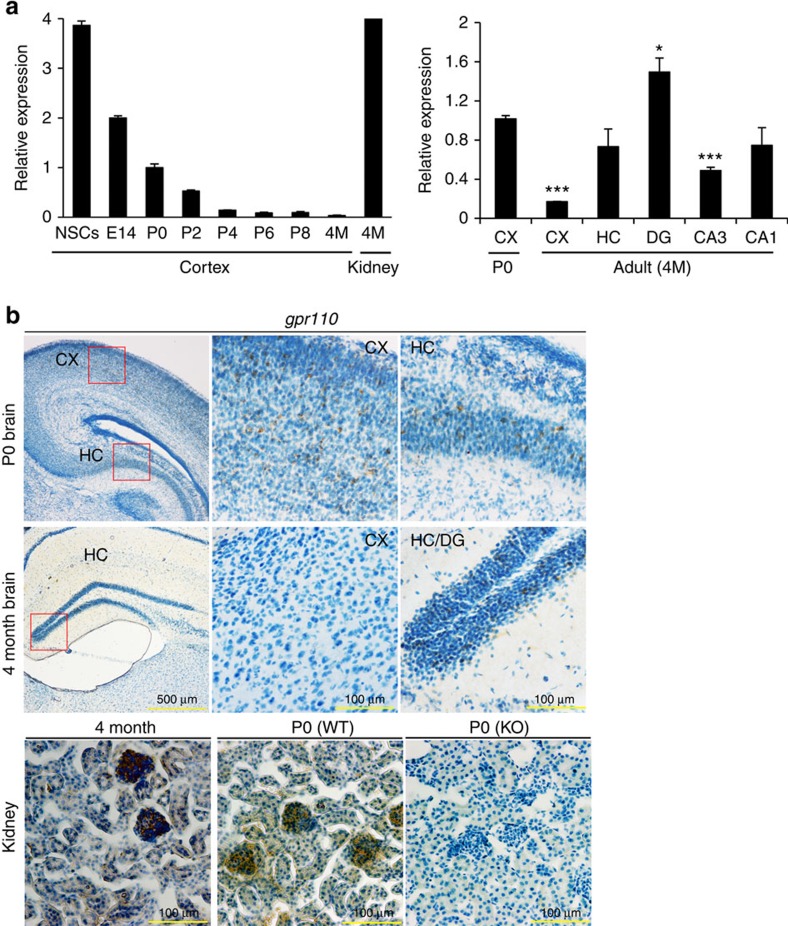 Expression of gpr110 transcripts in the mouse brain.Temporal and regional expression of GPR110 mRNA evaluated by quantitative real-time PCR indicated high expression in NSCs and fetal brain (FB) as well as in hippocampus (HC), particularly the dentate gyrus (DG) area, in 4 month (4 M) old adult brains (a). The expression was normalized to the level in the P0 cortex (b). In situ hybridization also indicated the considerable expression of gpr110 in P0 brain cortex and hippocampus as wells as adult hippocampal DG area while adult cortical region showed rare expression (b). Coronal sections of newborn and adult mouse brains are shown. The boxed areas in the micrographs on the far left panels are shown at a higher magnification for CX and HC regions in the two right panels. Nuclei were counterstained with hematoxylin. Positive staining is indicated by the high expression in glomeruli of P0 and adult kidney. The P0 kidney from KO mouse was used as a negative control. CX, cerebral cortex. Data represent three (a) or five (b) independent experiments. Data in a are means±s.e.m. of biological triplicates (n=3). *P<0.05, ***P<0.001 by unpaired Student t-test versus newborn (P0) cortex.