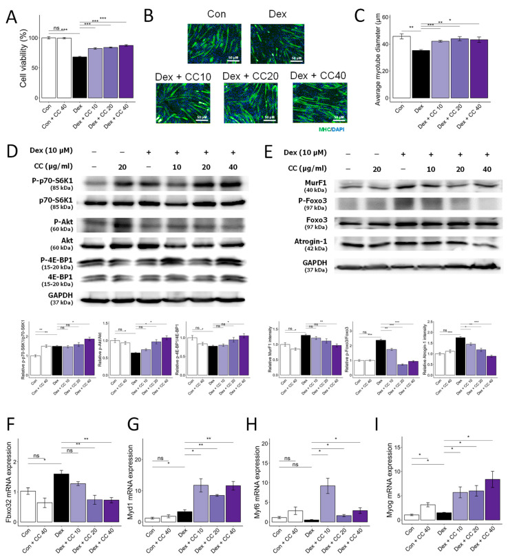 Centaurea cyanus extract (CC) protects dexamethasone (Dex)-induced muscle atrophy in C2C12 myotubes. (A) Cell viability of C2C12 myotubes treated with various concentrations of CC (10, 20, 40 µg/mL) in the presence or absence of Dex (100 µM) for 24 h. (B,C) Representative images of C2C12 cells stained with myosin heavy chain antibody (B) and average myotube diameter (C) quantified by ImageJ software. (D) Protein expression levels of phospho-p70-S6K1, p70-S6K1, phospho-Akt, Akt, phosphor-4E-BP1, and 4E-BP1. GAPDH was used as a housekeeping gene control, and intensity was quantified by ImageJ software. The bar graph shows the ratio of the phosphorylated form to the total form for each protein. (E) Protein expression levels of MurF1, phospho-FoxO3a, FoxO3a, and Atrogin-1. GAPDH was used as a housekeeping gene control, and intensity was quantified by ImageJ software. The bar graph shows the relative intensity of each protein. (F–I) mRNA expression levels of muscle cell differentiation markers, including Fbxo32, Myod1, Myf6, and Myog. β-actin was used as a housekeeping gene control. Data are shown as mean ± SE, n = 3–4. Tukey’s post hoc multiple comparisons test was performed. * p < 0.05, ** p < 0.01, and *** p < 0.005; CC or control vs. Dex; ns (not significant) p > 0.05. Dex, dexamethasone; CC, Centaurea cyanus extract.