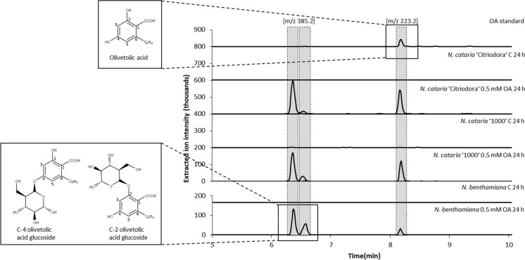 HPLC–MS analysis of N. cataria cultivar ‘Citriodora’ and ‘1000’ as well as N. benthamiana plant extracts obtained from leaves infiltrated with olivetolic acid (OA). As a negative control (C) wildtype plants were solely infiltrated with infiltration buffer. In addition to OA, two additional metabolites with an m/z of 385.2 were identified. In comparison with the results obtained by Gülck et al. (2020) with OA infiltrated into Nicotiana benthamiana plants, the metabolites eluting might represent C-4 OA glucoside and C-2 OA glucoside