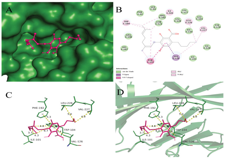 (A) Surface mapping of 6W9C-Cannabigerolic acid complex with forest green and hot pink colors respectively. (B) Showing 2D interaction view of Cannabigerolic acid with the SARS-CoV-2 PLpro receptor. The legend for the interactions involved is given in the left lower box. (C) Labeled interacting residues with Cannabigerolic acid and calculated distances. (D) Cannabigerolic acid (hot pink) and interacting residues (forest green) in stick representation, while receptor is in cartoon form with 50% transparency.