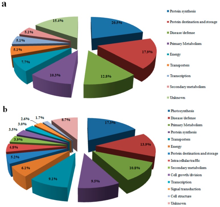 Functional classification of differentially expressed proteins in hemp under Pb stress. (a) Proteins up-regulated in BM; (b) proteins up-regulated in Y1.