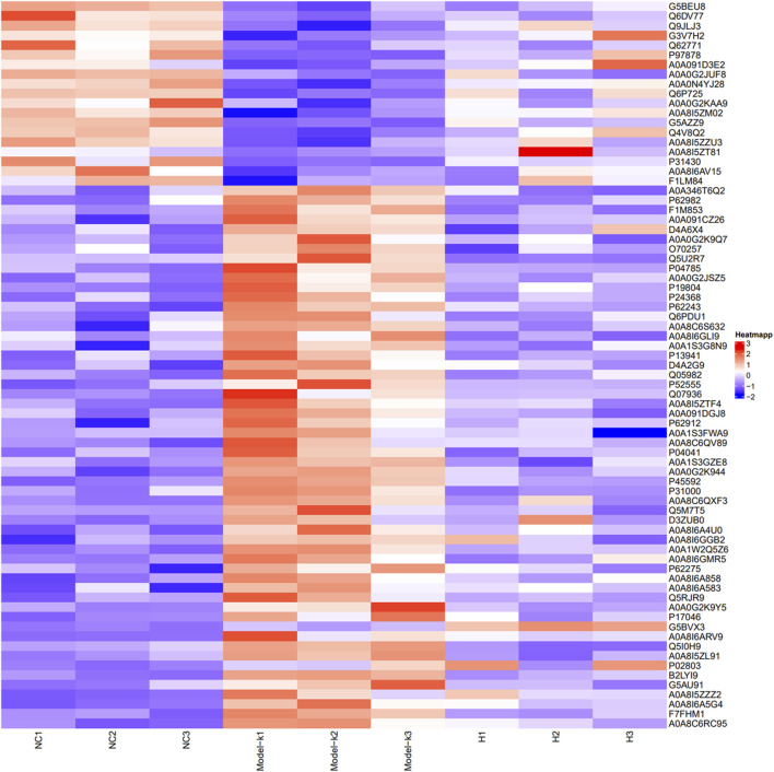 Heat map presenting DEPs between groups (Red represents upregulated, and blue represents downregulated in protein expression).