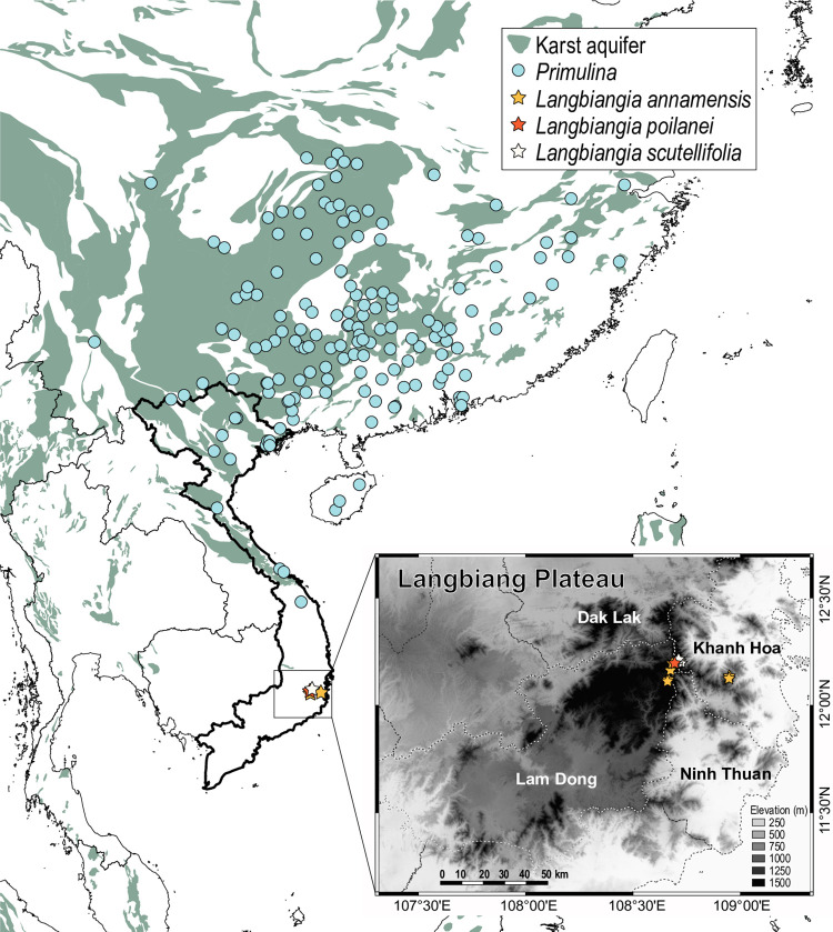 Distribution of Langbiangia and Primulina.The map was generated using QGIS 3.24.1 [60]. The basemap of karst aquifers was downloaded from WHYMAP [61], which can be freely used and copied for educational and other non-commercial purposes. The distributions were mapped based on occurrence records retrieved from Global Biodiversity Facility [62]. The distribution of Langbiangia poilanei was plotted based on information taken from the holotype. This work is licensed under a CC BY 4.0 license.