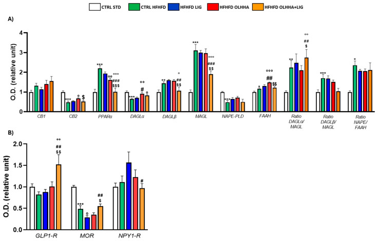 Expression in prefrontal cortex of proteins partaking to (A) endocannabinoid system and (B) food intake mediators. Data are expressed as mean ± SEM and analyzed by two-way ANOVA (variables: diet, treatment). * p < 0.05, ** p < 0.01, *** p < 0.001 vs. CTRL STD; ° p < 0.05, °° p < 0.01, °°° p < 0.001 vs. CTRL HFHFD; # p < 0.05, ## p < 0.01, ### p < 0.001 vs. HFHFD LIG; $ p < 0.05, $$ p < 0.01, $$$ p < 0.001 vs. HFHFD OLHHA.