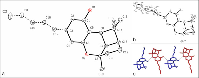 (a) ORTEP drawings of (±)-CBL X-ray structure. Ellipsoids are at the 50% probability level, and hydrogen atoms are omitted for clarity. (b) ORTEP drawings of the same molecule with disordered minor conformers depicted with hollow ellipsoids and bonds. (c) Orientation of (±)-CBL molecules in the crystal packing.