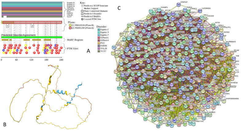 Functional disorder analysis of human NUCKS1 (UniProt ID: Q9H1E3). (A) Functional disorder profile generated by D2P2. (B) 3D structural model generated by AlphaFold. (C) NUCKS1-centered PPI network generated by STRING. This network was generated using a custom confidence value of 0.200 for minimum required interaction score.