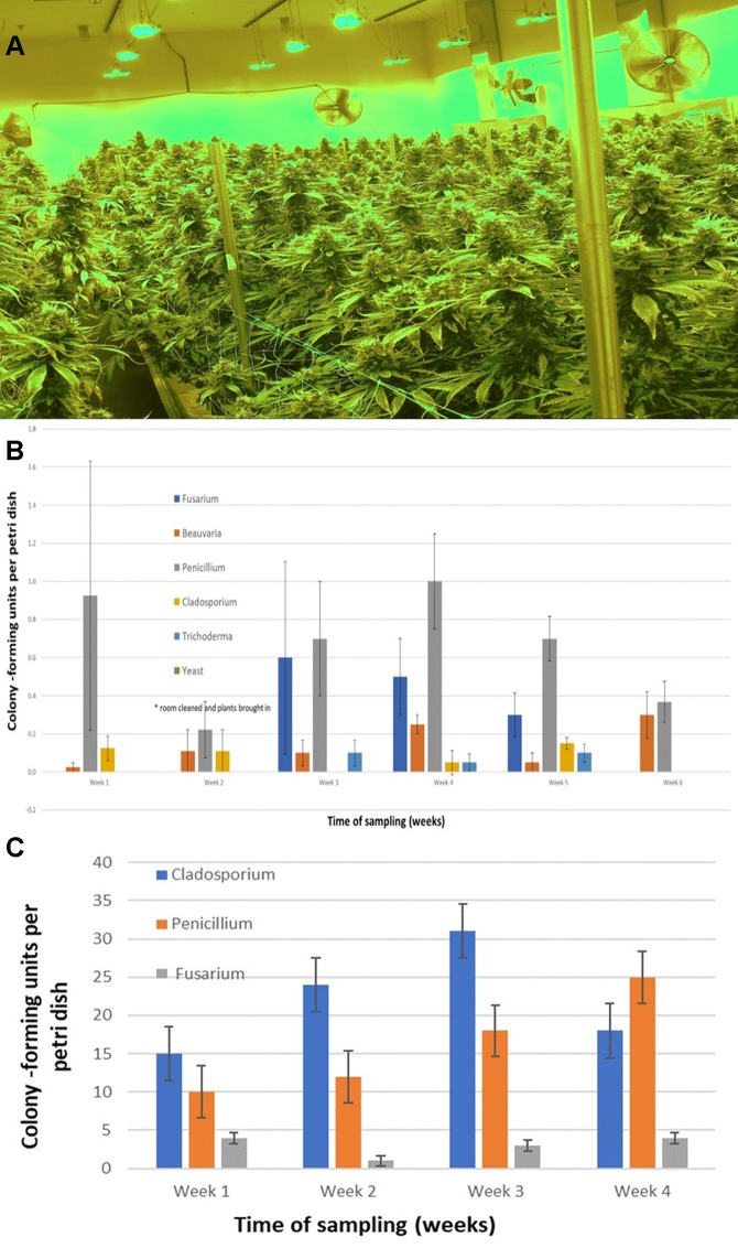 (A) Cannabis plants growing in an indoor facility close to harvest. (B) Quantification of molds present in air samples in an indoor growing facility over a 6-week period. In week 2, plants were established in the growing room. Petri dishes containing PDA+S were exposed for 60 min to ambient conditions and brought back to the laboratory. Colony-forming units of fungal species were assessed after 5–7 days. The five fungal general present are indicated. Data are means +/− standard errors from 12 replicate dishes. (C) Quantification of molds present in air samples in a greenhouse growing facility over a 4-week period, from the time plants were established in week 1. Petri dishes containing PDA+S were exposed for 60 min to ambient conditions and brought back to the laboratory. Colony-forming units of fungal species were assessed after 5–7 days. The three main fungal genera present are indicated. A few colonies of Aspergillus and Epicoccum were also observed (data not shown). Data are the means +/− standard errors from three repeated experiments.