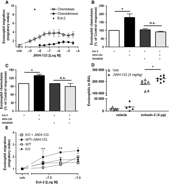 JWH‐133 enhances the migratory responsiveness of human and mouse eosinophils. (A) Chemotaxis: eosinophils were allowed to migrate toward serial dilutions of JWH‐133, vehicle, or eotaxin‐2/CCL24. Chemokinesis: Eosinophils were pretreated with serial dilutions of JWH‐133 or vehicle and were allowed to migrate toward assay buffer only. (B) eosinophils were pretreated with JWH‐133 (5 nM) and were allowed to migrate toward eotaxin‐2 (1 nM). (C) bmEos were pretreated with vehicle or SR144528 (1 μM), mixed with JWH‐133 (250 nM) or vehicle, and cells were allowed to migrate toward eotaxin‐2/CCL24 (100 nM). (D) IL‐5Tg BALB/c mice were treated i.p. with JWH‐133 (5mg/kg/d) or vehicle for 3 days. Five hours after intranasal application of 4 μg eotaxin‐2, BALF was collected and eosinophils were counted as Siglec F+/CD11c− cells. (E) bmEos were isolated from WT or CB 2‐KO mice, treated with JWH‐133 (250 nM) or vehicle, and were allowed to migrate toward serial dilutions of eotaxin‐2/CCL24. Data are shown as mean ± SEM, *P < 0.05, n = 4–7.