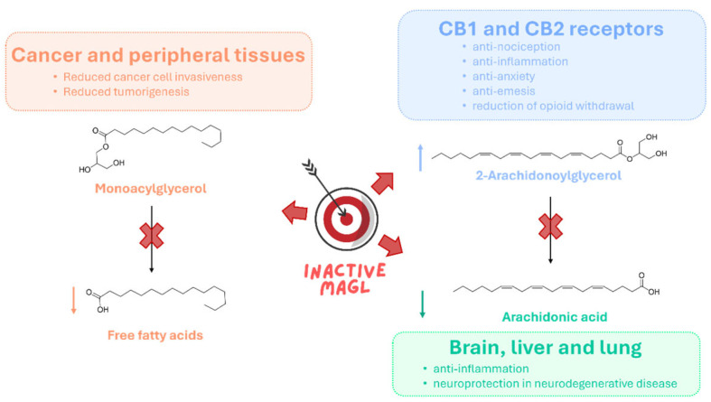 Schematic representation of the pathological functions of MAGL.