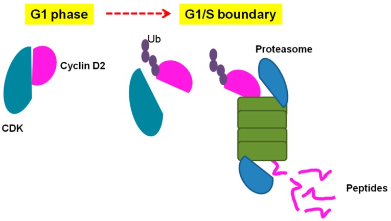 Hypothetical model of Pep5 generation by the ubiquitin–proteasome system (UPS). During G1 phase, cyclin D2 forms a complex with cyclin-dependent kinases (CDKs) to regulate several processes. At the G1/S boundary, the cyclin D2 levels decrease after ubiquitination (Ub) and proteasome degradation. As a result of this degradation, several peptides are formed and released in the intracellular environment. Some of the peptides will be entirely degraded by peptidases whereas some peptides (e.g., Pep5) will remain in the cells to participate in biological processes.