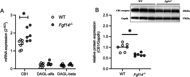 Expression levels of endocannabinoid and dopaminergic systems in the mPFC.Comparison of gene expression levels in the mPFC of WT (empty circles) and Fgf14−/− (filled circles) mice of cannabinoid receptor 1 (CB1), diacylglycerol lipase alfa (DAGL-alfa) B, diacylglycerol lipase beta (DAGL-beta) A. Fgf14−/− mice show an increase in the gene expression level of CB1 respect to WT. B (inset) Representative western blots of mPFC extracts from WT and Fgf14−/− mice. Densitometric quantification shows reduced levels of CB1 receptor protein in the mPFC of Fgf14−/−(filled circles) mice compared to WT littermates (empty circles). Gapdh served as loading control. The bars indicate median values. *p < 0.05.