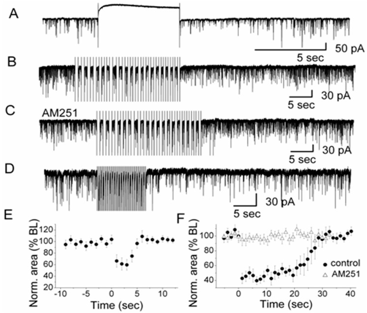 Depolarization-induced Suppression of Inhibition (DSI) in olfactory glomeruli. (A) A depolarizing voltage step (indicated by the 5-s silent trace in the recording) evoked DSI in a representative external tufted cell after the end of the voltage step. High Cl−-based pipette solution was used for recording sIPSCs. Depolarization was achieved by stepping from −60 mV holding potential to 0 mV for 5 s; (B) In the presence of CNQX and APV to block ionotropic glutamate receptors (NMDA and AMPA receptors), a train of 20 voltage steps to 0 mV (0.75 Hz; step duration: 667 ms) transiently reduced sIPSCs in an external tufted cell. Holding potential was −60 mV; (C) In the presence of CB1R antagonist AM251, no sIPSC suppression was observed, i.e., DSI was mediated by CB1R; (D) A train of 20 voltage steps to −30 mV (2 Hz; step duration: 250 ms) which mimicked natural rhythmic bursting of external tufted cells, transiently reduced sIPSCs in an external tufted cell (in CNQX and APV); (E) Normalized sIPSCs area illustrating the magnitude and time course of DSI elicited by a 5-s depolarizing pulse (n = 7). The averaged values between 0–5 s after the end of the voltage step were significantly different from the baseline (ANOVA and Bonferroni post-hoc analysis, p< 0.05); (F) Normalized sIPSC area illustrating the magnitude and time course of DSI elicited by a train of depolarizations to 0 mV (n =12) in control and in the presence of AM251 (n = 10). In control conditions, the averaged values between zero to 25 s after the end of the train of voltage steps were significantly different from the baseline (ANOVA and Bonferroni post-hoc analysis, p< 0.05). From [18] with permission of the Society for Neuroscience.