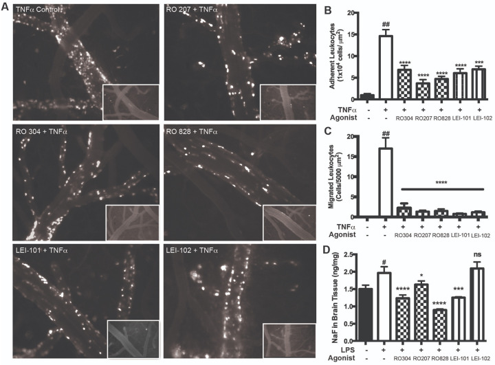 CB2 Agonists reduced leukocyte adhesion and migration in a model of aseptic encephalitis using a non-forceful feeding technique and improve BBB tightness.Mice were trained to voluntary accept 5 different CB2 agonists (HU-910, RO304, RO828, LEI-101 and LEI-102) as described in methods. Mice were intracerebrally injected with TNFa (0.5 ug/mouse) via cranula, and 2 h after insult, videos were taken using IMV in 3 different fields of view (from at least three animals per group). Representative images with baseline from the same vessel (inserts) from different conditions are shown (A). Quantitative measurements of leukocytes under firm adhesion (B) and migrated (C). Permeability was measured by 2% sodium fluorescein (NaF) tracer (D) in mice treated with or without LPS (5 mg/kg/IP) and pre-treated 2 hr prior to insult with CB2 agonists (from at least five animals per group). The results are shown as the mean adhesion ± SEM. (****) denotes a difference of P < 0.0001, (***) denoted a difference of P < 0.001, (*) denotes a difference of P < 0.05 between the CB2 agonist-treated animals and non-CB2 treated. (##) or (#) denote a difference of P < 0.01 or P<0.05 between non-CB2-treated and non-stimulated mice and non-CB2-treated and TNFa or LPS-stimulated, respectively.