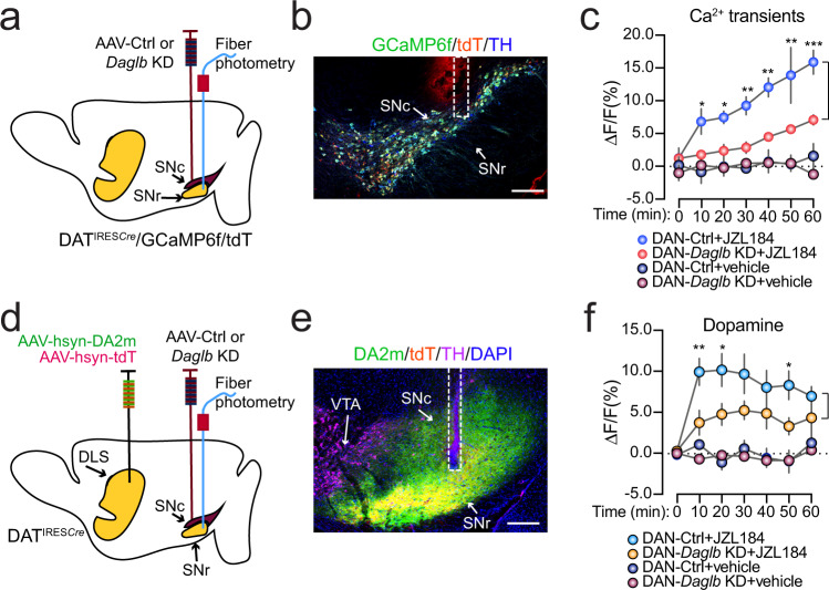 JZL184 treatment promotes DAN activity and dopamine release.a Schematic illustrates fiber photometry recording of GCaMP6f and tdT signals in the SNc of DAN-control and DAN-Daglb KD DatIRESCre/GCaMP6f/tdT trigenic mice. b Representative images of GCaMP6f (green), tDT (red), and TH (blue) staining. Scale bar: 200 μm. Six independent experiments were performed. c Alterations of calcium transients in the SNc of DAN-control and DAN-Daglb KD DatIRESCre/GCaMP6f/tdT trigenic mice (n = 3M per genotype) treated with vehicle or JZL184 (20 mg/kg). Data were presented as mean ± SEM. Multiple unpaired t test, two-tailed, *p < 0.05, **p < 0.01, ***p < 0.001. d Schematic illustrates fiber photometry recording of DA2m and tdT signals in the SN of DAN-control and DAN-Daglb KD mice. e Representative images of DA2m (green), tDT (red) and TH (magenta) staining. Scale bar: 200 μm. Nine independent experiments were performed. f Changes of dopamine release in the SN of DAN-control (n = 5 M) and DAN-Daglb KD (n = 4 M) mice treated with vehicle, JZL184 (20 mg/kg). Data were presented as mean ± SEM. Multiple unpaired t test, two-tailed, *p < 0.05, **p < 0.01.