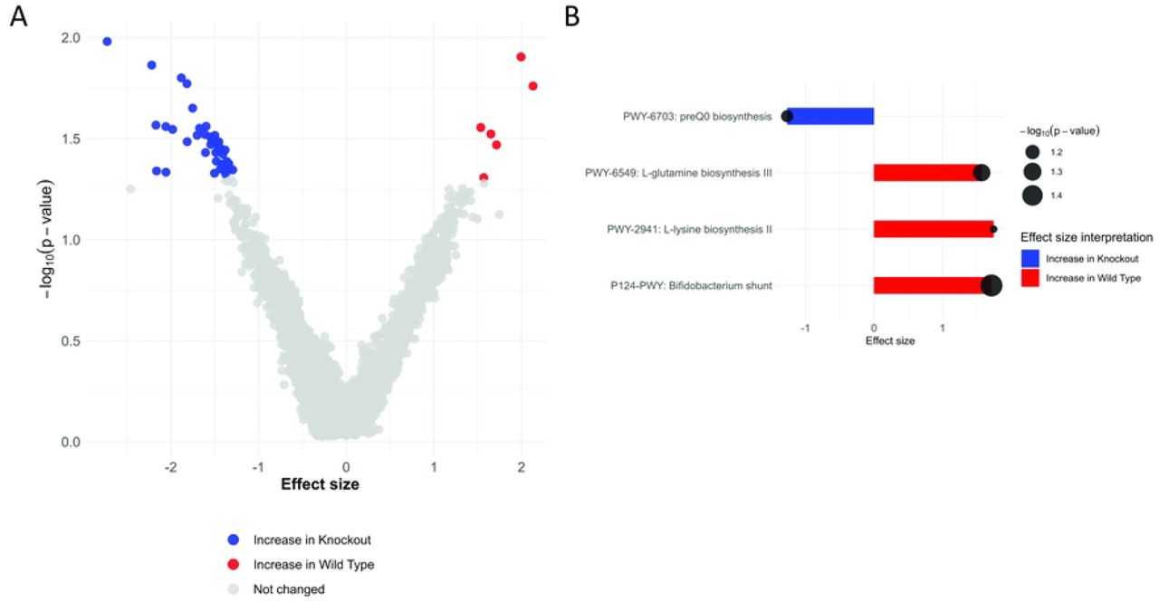 Functional microbiome analysis of CB2R-KO vs. WT mice post-infection.(A). The volcano plot displays differentially abundant metabolic pathways, with red indicating pathways enriched in WT and blue in CB2R-KO. (B) Bar plots highlight significantly altered pathways, including downregulation of Bifidobacterium shunt activity, L-glutamine, and L-lysine biosynthesis in CB2R-KO mice. Circle size reflects -log10(p-value).
