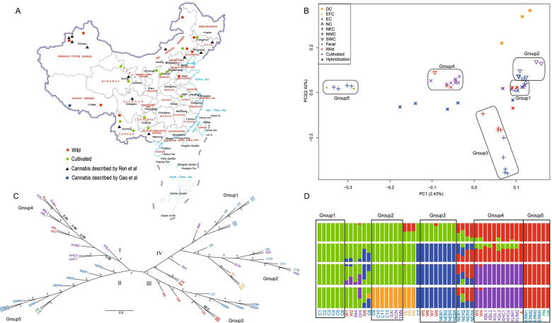 Geographic distribution and population structure of different cannabis accessions. A Geographic locations of the Chinese accessions. The map was downloaded from the website of the Ministry of Natural Resources of the People's Republic of China (http://bzdt.ch.mnr.gov.cn), and the drawing review number is GS (2019) 1659. Each red or green dot on the map represents one accession, and these samples were collected by the author. The black triangle and blue box indicate the sample locations described by Ren et al. [25] and Gao et al. [28], respectively. B Principal component analysis results of 52 samples (including five samples outside China). DC: Drug cannabis (marijuana), EFC: European cannabis grown for fibre, EC: Eastern China Cannabis, NC: Northwestern China cannabis, NEC: Northeastern China cannabis, NWC: Northwestern China cannabis, SWC: Southwestern China Cannabis. C Neighbour-joining tree of the 52 samples based on all the SNPs identified, with 1000 bootstrap replications. The values at the nodes represent the bootstrap values. D Population structure of the 52 samples. Each colour represents one population. Each sample is represented by a vertical bar, and the length of each coloured segment represents the proportion contributed by ancestral populations