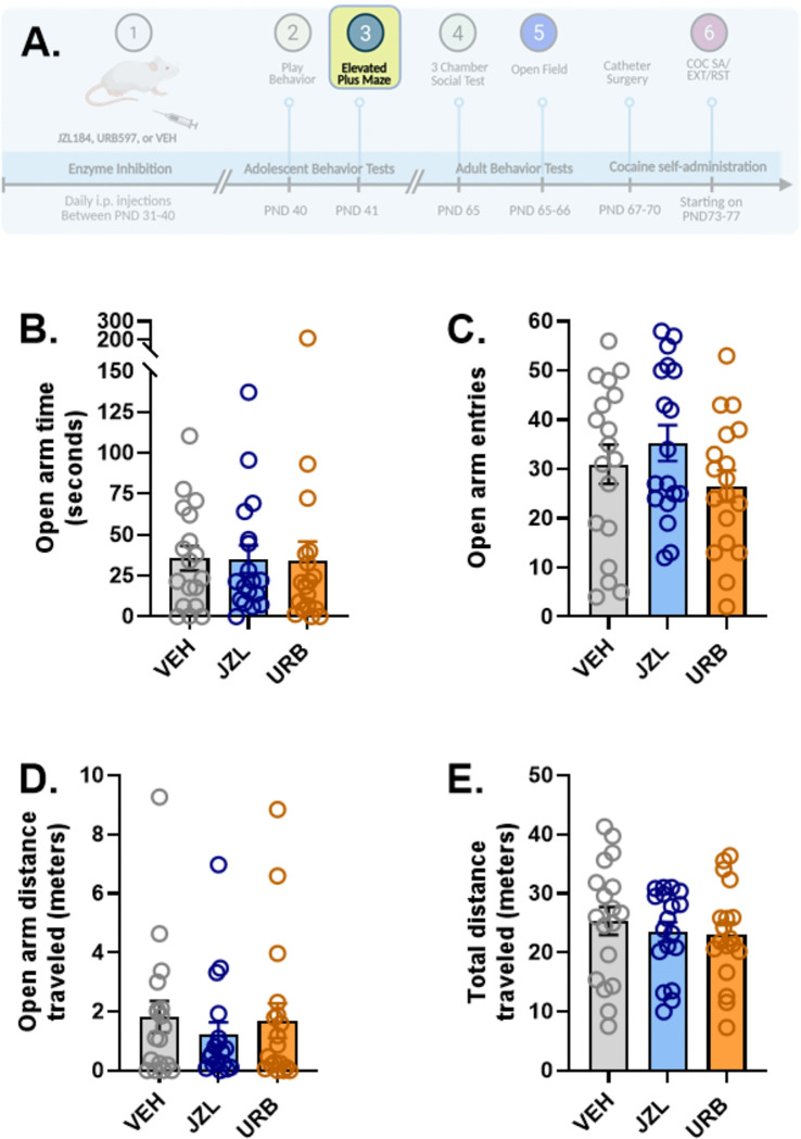 Effects of adolescent JZL184, URB597, and vehicle administration on behavior on the elevated plus maze in adolescent rats.Rats (n=18/treatment group) were tested for behavior on the elevated plus maze (EPM) on PND41 (3A). No effects of adolescent drug treatment were observed on open arm time (3B), open arm entries (3C), distance traveled on the open arms (3D), or total distance traveled on the EPM (3E). Created in part with BioRender.com.