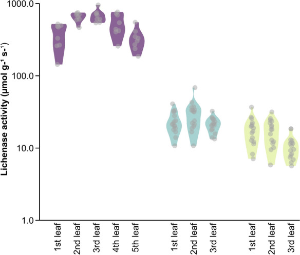 Lichenase activity in N. benthamiana (Gerasimenko et al., 2019; purple) and N. cataria leaves (cultivar ‘1000’ in teal and cultivar ‘Citriodora’ in lime) of different ages (1st-, the youngest leaf). In case of catnip plants, the two upper, the two middle and the two lower leaves were summarized as the first, second and third leaf, respectively, since they are emerging from the same node. Jittered dots represent the measured values, while the violines depict the data distribution for each leaf type