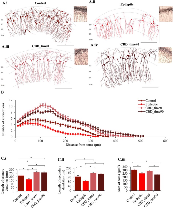CBD halts PV cell death in the hippocampi of KA‐induced epileptic rats. (A) Reconstructions and photomicrographs of all the PV neurons present in the CA1 hippocampal subfield of a randomly picked rat in (A, panel i) control, (A, panel ii) epileptic, (A, panel iii) CBD‐treated at zero time (CBD_time0) and (A, panel iv) at 90 min (CBD_time90) post‐SE conditions using a 40× magnification in a light microscope with an attached drawing tube, from three consecutive 100‐μm‐thick coronal sections of rat hippocampi. The CA1 hippocampal subfield including, SO, SP, and stratum radiatum (SR) and stratum lacunosum moleculare (SLM). All photomicrographs taken of PV neurons were from brains sections processed using immunoperoxidase labelling. Scale bars set at 250 μm for all the reconstructions and 50 μm for all the photomicrographs. (B, panel i) Sholl plot exhibiting the pattern of dendritic arborisation of PV neurons in the CA1 hippocampal subfield of rats in all experimental conditions, control, epileptic and CBD‐treated at zero time (CBD_time0) and at time 90 min (CBD_time90) post‐SE (n = 20, for all). Morphometric analyses of PV neurons (n = 20) were performed, which are represented as bar graphs comparing the (C, panel i) length of primary dendrites (μm), (C, panel ii) secondary dendrites (μm) and (C, panel iii) area of soma (μm2) between all the experimental groups. Results are expressed as mean ± SEM (*P ≤ 0.05; one‐way ANOVA with post hoc Tukey's test).
