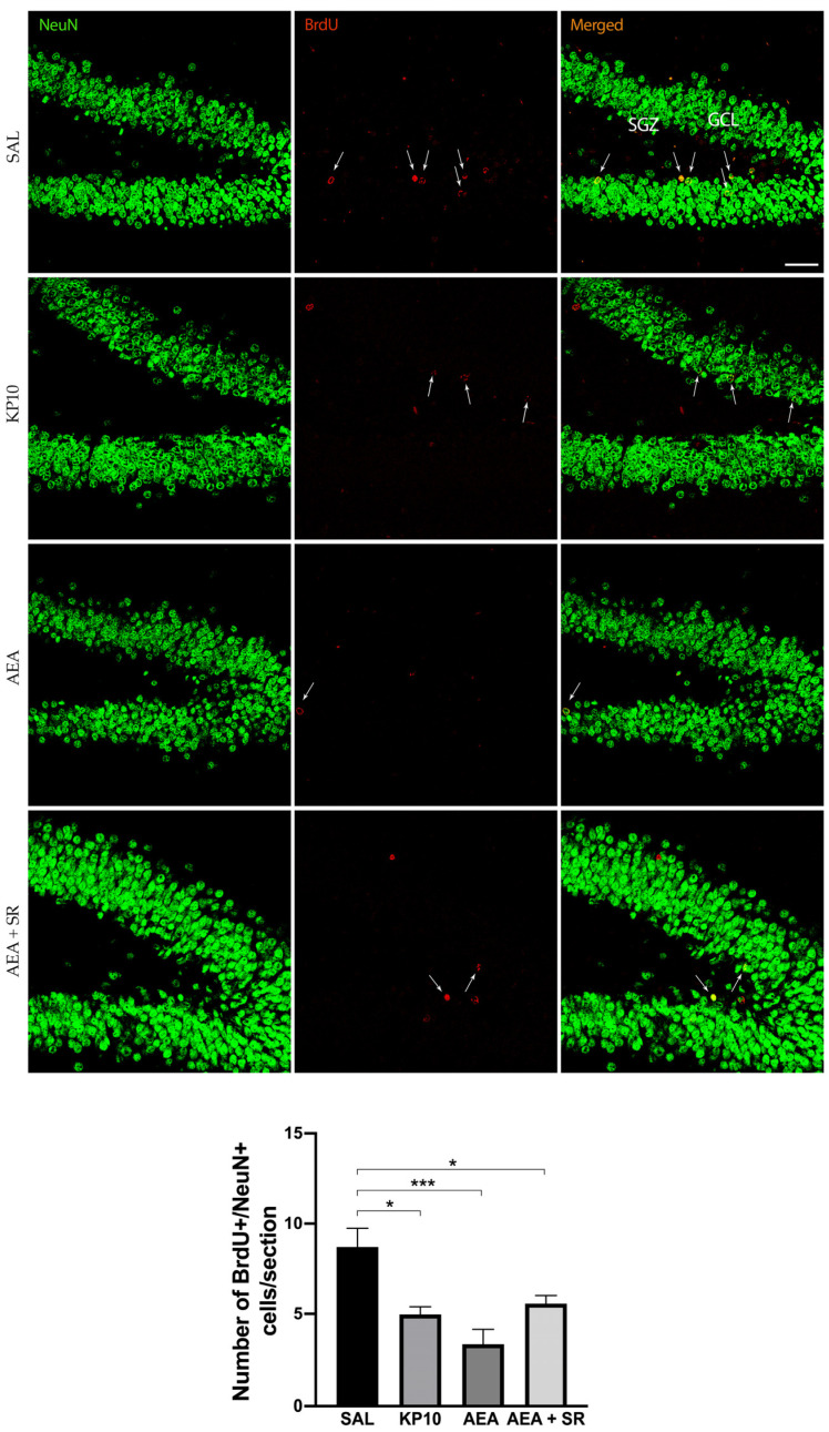 Effects of KP10, AEA, and AEA + SR treatments on adult neurogenesis. Representative images showing double IF staining for BrdU (red) and NeuN (green) in rat DG of control (SAL), kisspeptin (KP10), anandamide (AEA), and AEA plus SR141716A (AEA + SR) treated animals (n = 5). Arrows indicate BrdU/NeuN colocalization. Scale bar = 50 μm. SGZ, subgranular zone; GCL, granule cell layer. The number of BrdU-positive cells out of the total number of NeuN cells/section is given in the histogram below as mean ± SEM. *, p < 0.05, ***, p < 0.001.