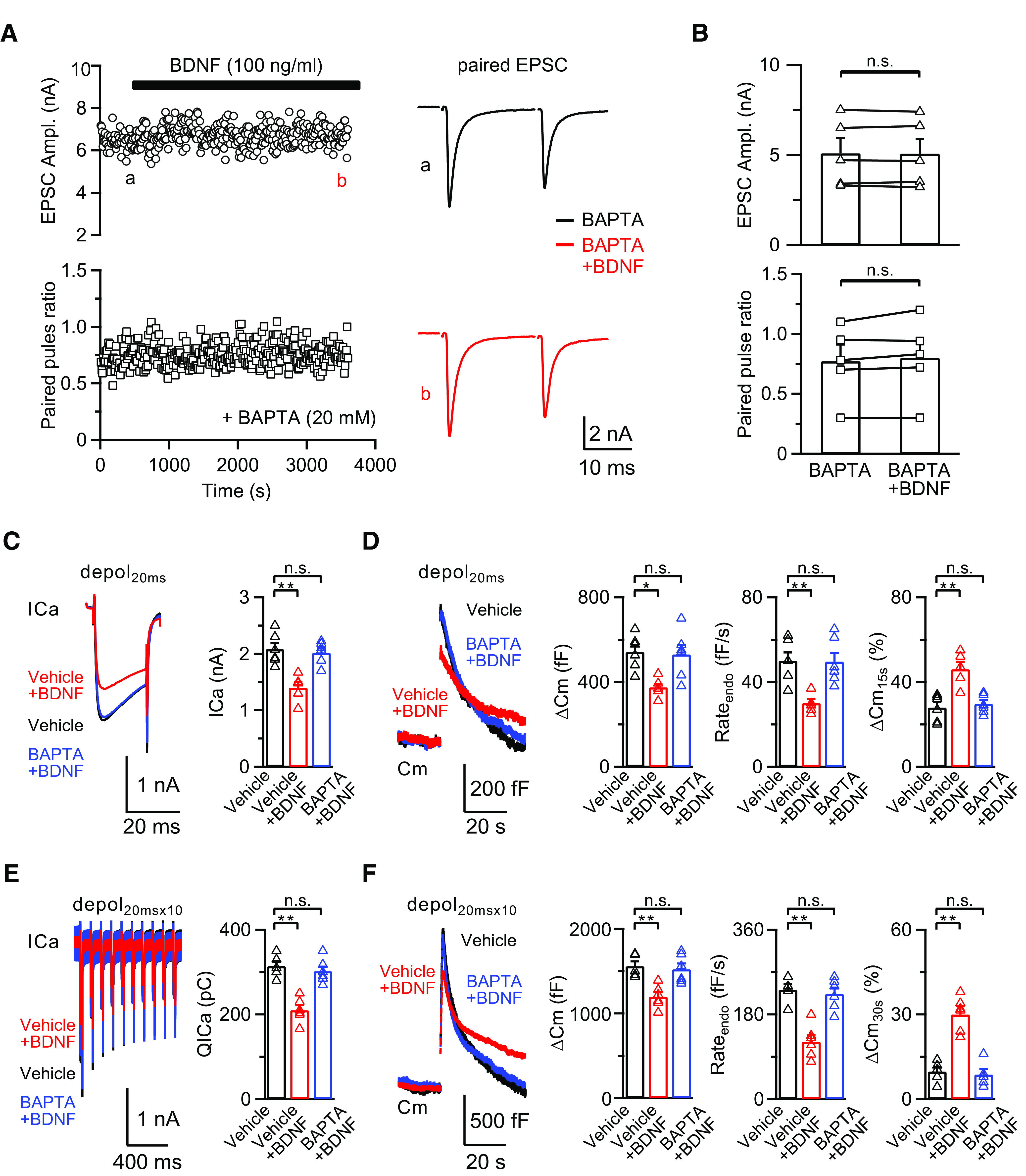 The BDNF-induced inhibitory effect is postsynaptic calcium-dependent. A, Left, Sampled paired EPSC recordings and corresponding PPR in response to 0.1 Hz fiber stimulation at the midline of the trapezoid body; 20 mm BAPTA was included in the postsynaptic pipette solution to chelate free calcium ions; 100 ng/ml BDNF was added to the extracellular solution after obtaining a stable baseline and EPSCs were recorded for another 30-60 min. Right, Sampled EPSCs at time points a (baseline, black) and b (BDNF treatment, red) from left. B, Statistics for EPSC amplitude and PPR (n = 5) from A using a paired Student's t test. C, Left, Averaged presynaptic ICa induced by depol20ms in the control (Vehicle, without BAPTA in the postsynaptic pipette solution, n = 6; black), BDNF treatment (Vehicle+BDNF, without BAPTA in the postsynaptic pipette solution in the presence of BDNF, n = 5; red), and BDNF treatment with BAPTA (BAPTA+BDNF, 20 mm BAPTA in the postsynaptic pipette solution in the presence of BDNF, n = 6; blue) groups. All recordings were made in the paired-recording mode. Right, Statistics for ICa in all three groups using a one-way ANOVA with Bonferroni's multiple comparisons test. **p < 0.01. D, Left, Averaged Cm induced by depol20ms from C. Right, Statistics for ΔCm, Rateendo, and ΔCm15s% in all three groups using a one-way ANOVA with Bonferroni's multiple comparisons test. *p < 0.05. **p < 0.01. E, F, Similar to C, D, except the stimulation was depol20msx10 (Vehicle, n = 5; Vehicle+BDNF, n = 6; BAPTA+BDNF, n = 6). **p < 0.01. n.s., not significant. Detailed statistical information is provided in Table 1.