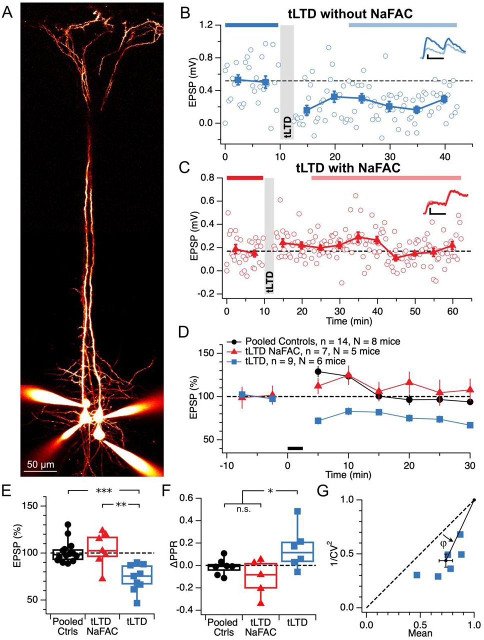 Astrocyte function is required for tLTD at L5 PC → PC synapses.(A) Representative quadruple whole-cell recording used to probe monosynaptic L5 PC → PC connections in acute slices. Neurons were filled with Alexa 594 for visualization.(B) Example tLTD experiment in a control slice. Gray bar indicates the tLTD induction period. Inset: representative averaged EPSPs before and after induction. Scale bars: 25 ms, 0.1 mV.(C) Example experiment in a NaFAC-treated slice showing abolished tLTD. Induction protocol and format as in (B).(D) Time course of normalized EPSP amplitudes from pooled control recordings (black), tLTD in NaFAC-treated slices (red), and tLTD in untreated slices (blue). Black bar: induction period.(E) Magnitude of plasticity across groups demonstrates that NaFAC abolished tLTD (after/before Pooled Ctrls 101 ± 3%, tLTD NaFAC 104 ± 7%, tLTD 74 ± 5%; ANOVA p < 0.001). Boxplots show medians and quartiles; whiskers denote extremes.(F) Changes in paired-pulse ratio (ΔPPR) were consistent with presynaptically expressed tLTD (Sjöström et al., 2003). ANOVA p < 0.05. ΔPPR of controls (−0.01 ± 0.03) and tLTD NaFAC (−0.11 ± 0.07) were indistinguishable (t-test p = 0.23) and were therefore pooled for comparison with tLTD (0.15 ± 0.08, t-test p < 0.05).(G) Coefficient of variation (CV) analysis supported a presynaptic locus of expression for tLTD (φ = 21 ± 3°; Wilcoxon signed rank p < 0.05) (Brock et al., 2020).