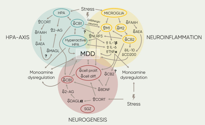 Schematic representation of the main findings regarding the association of the ECS and MOD. The four different proposed etiologies of MOD are represented by the three colored circles. Overlaps between circles symbolize interactions between mechanisms. Inside, each circumference highlights the central components in each field. The single-arrowed lines represent direct observed influences between factors whereas the double-arrowed ones, bidirectional links. Next to the text, arrows represent down- or upregulation of the component or signaling mediated by receptors. Furthermore, the lightning symbols stand for different forms of stress (early-life, acute, or chronic stress; see text for more details). Lastly, the question marks beside the arrowed lines indicate potential links that remain to be researched. 2-AG, 2- arachidonoylglycerol; AA, arachidonic acid; AEA, anandamide; BDN F, brain derived neurotropic factor; CB1, cannabinoid receptor 1; CB2, cannabinoid receptor 2; CORT, cortisol/corticosterone, DAGLa, diacylglycerol lipase; diff, differentiation; FAAH, fatty acid amide hydrolase; IL-1,6′, Interleukin 1/l; IL-6, interleukin 6 MAGL, Monoacyclycerol Lipase; Ml, microglia phenotype 1; M2, microglia phenotype 2; N LRP3, family pyrin domain containing 3; pro/if, proliferation; TNFa, tumor necrosis factor a.