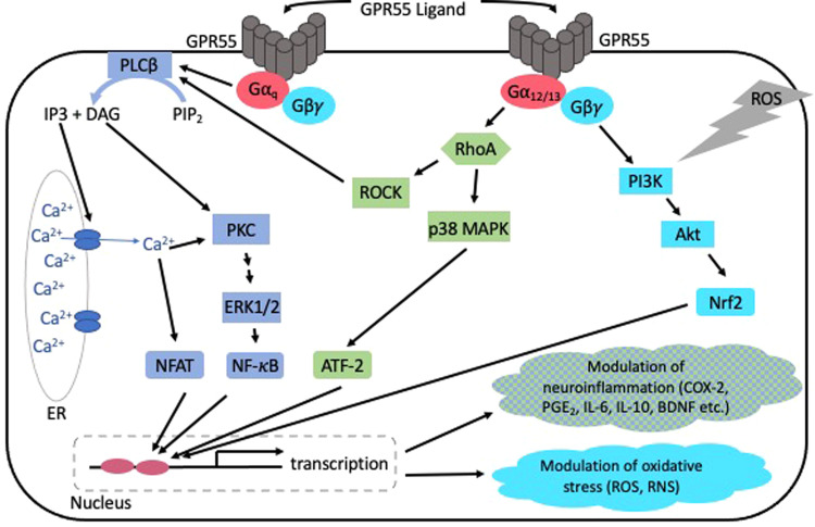 Simplified overview of GPR55 dependent signaling pathways and resulting effects [50, 58, 60, 71, 85, 93].