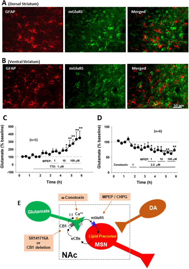 Neural mechanisms underlying MPEP-enhanced extracellular glutamate in the NAc. (A,B) The cellular distributions of mGluR5s, illustrating that mGluR5-immunostaining was detected mainly in striatal neurons, not in GFAP-labeled astrocytes. (C,D) Intra-NAc local perfusion of TTX had no effect, while ω-conotoxin GVIA blocked MPEP-enhanced extracellular glutamate. TTX alone failed to alter extracellular glutamate, while ω-conotoxin GVIA alone significantly lowered extracellular glutamate. (E) Diagram showing the retrograde eCB-CB1 receptor mechanism underlying MPEP-enhanced glutamate release and the targets of the pharmacological agents used in this study. *p < 0.05, **p < 0.01, compared to pre-treatment baseline.