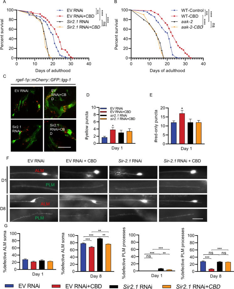 CBD regulates progressive touch neuron defects through sir-2.1. A Lifespan analysis of WT worm strains at 20 ℃ fed with empty vector RNAi bacteria (EV) and sir-2.1 RNAi, treated with CBD or untreated. p values were determined using a log-rank test. B Lifespan analysis of WT strains and aak-2(ok524) mutant strains at 20 ℃ treated with CBD or untreated. p values by log-rank test. C Fluorescence images of autophagic flux in adult day 1 expressing rgef-1p::mCherry::GFP::lgg-1 in nerve-ring neurons. Worms fed with EV and sir-2.1 RNAi are treated with or without CBD. Scale bar = 25 μm. D, E Quantification of autophagosome (AP) punctae with mCherry/GFP signals and autolysosome (AL) punctae with only mCherry signals. Values are mean ± SEM of ≥ 15 animals combined from three independent experiments. *p ≤ 0.05 compared with control group by one-way ANOVA. F Fluorescence images of age-dependent defects of the ALM soma and PLM processes in worms fed with control EV or sir-2.1 RNAi and treated with CBD or untreated. Scale bar = 25 µm. D Quantification of ALM neurons with defective soma in worms fed with EV and sir-2.1 RNAi, treated with CBD or untreated, in day 1 and 8 adults. G Quantification of the PLM process defective in worms fed with EV and sir-2.1 RNAi and treated with or without CBD in day 1 and 8 adults. Error bars are SEs of proportions. At least 30 neurons were scored per time point. ns, not significant. *p ≤ 0.05, **p ≤ 0.01, *** p ≤ 0.001