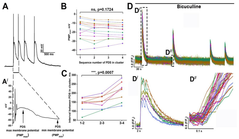 PDS cluster and synchronous [Ca2+]i oscillations in neurons. (A,A′) Typical PDS cluster (A) and enlarged the first PDS (A′); (B) Diagram showing the PMPmax values for consecutive PDSs during the cluster; (C) Changes in intervals between individual PDSs in the cluster. In the case of figures B and C, the differences were analyzed with one-way ANOVA (analysis of variance) followed by Dunnett’s multiple comparison test. p < 0.001 (***). (D,D′,D″)High-frequency registration of [Ca2+]i transients were observed during bicuculline-induced paroxysmal activity (10 μM). n = 300, n = 3. Different colors of the curves in all figures demonstrate different representative neurons analyzed in the experiments.