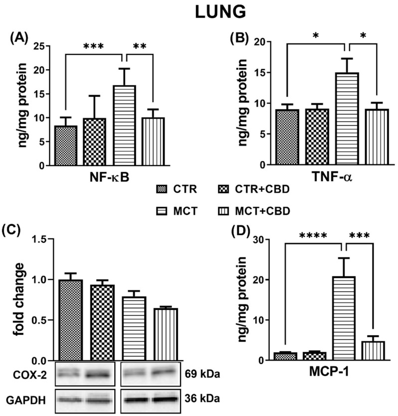 The influence of monocrotaline (MCT)-induced pulmonary hypertension and cannabidiol (CBD) or its vehicle on parameters of inflammation in rats’ lungs. Nuclear factor kappa B, NF-κB (p65) (A); tumour necrosis factor alpha, TNF-α (B); cyclooxygenase 2, COX-2 (C); monocyte chemoattractant protein-1, MCP-1 (D). Bar graph C illustrates the fold changes (for the relative fold change in expression in comparison to the respective CTR, whose expression level was set to 1) in the density of COX-2. CBD 10 mg/kg or its vehicle were injected i.p. every 24 h for 21 days. Data are presented as mean ± SEM, (n = 6–7 per group); * p < 0.05, ** p < 0.01, *** p < 0.001 and **** p < 0.0001, compared to the respective group.