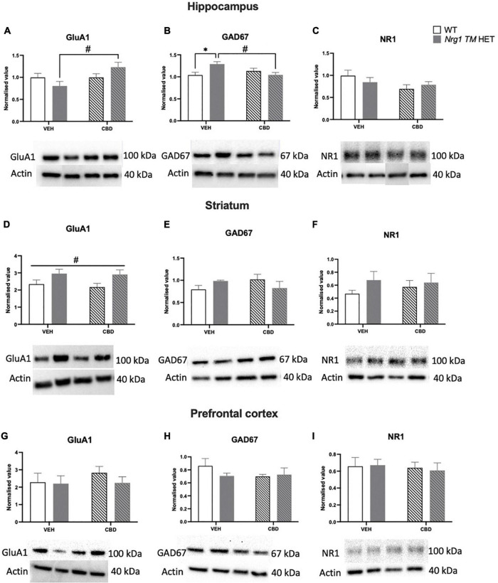 (A–I) Glutamatergic and GABA-related protein levels in the hippocampus (A–C), striatum (D–F), and prefrontal cortex (PFC) (G–I): Glutamate AMPA receptor subunit GluA1, glutamate decarboxylase 67 (GAD67), and NMDAR1 subunit NR1 protein levels expressed as mean ± SEM for either wild type-like (WT) or neuregulin 1 transmembrane domain heterozygous (Nrg1 TM HET) mice treated with vehicle (VEH) or cannabidiol (CBD). Split comparisons indicated with ‘genotype’ split effect *p < 0.05, and ‘treatment’ split effect #p < 0.05. Main ‘treatment’ effect in (D) indicated with #p < 0.05. Western blotting bands are in order of the groups represented in the graphs. Bands in the hippocampus have been assembled post-experiment in this order as were run in reverse order, however were not altered otherwise.